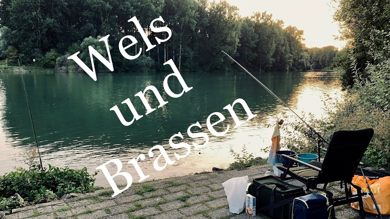 Wels & Brassen am Rhein, Nachtangeln im Sommer