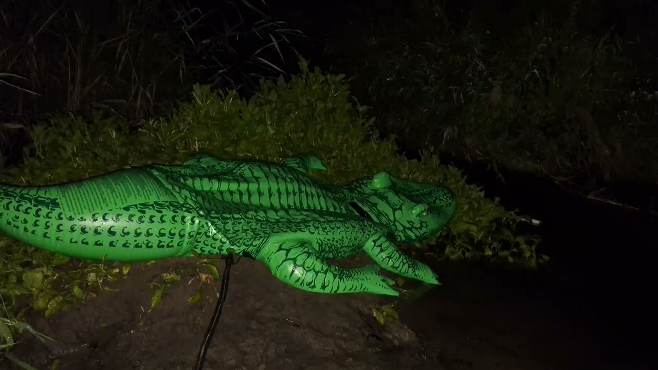 INTEX 58562 - Large inflatable crocodile 203 cm x 114 cm, Deflating - 10.08.2023