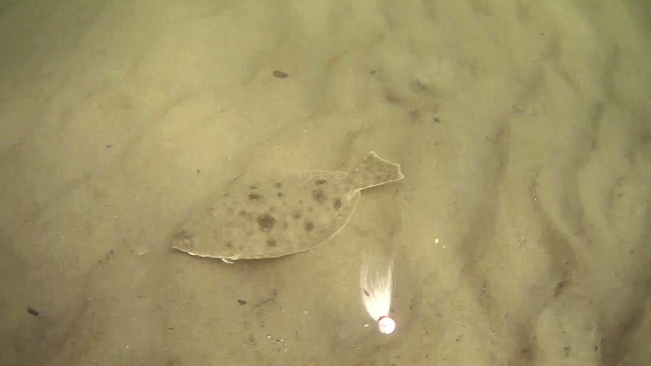 summer flounder / fluke fishing