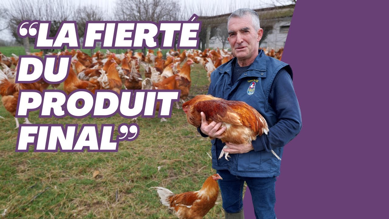 VOLAILLES FESTIVES : De l'élevage à votre table, les secrets d'un éleveur passionné | 🐔