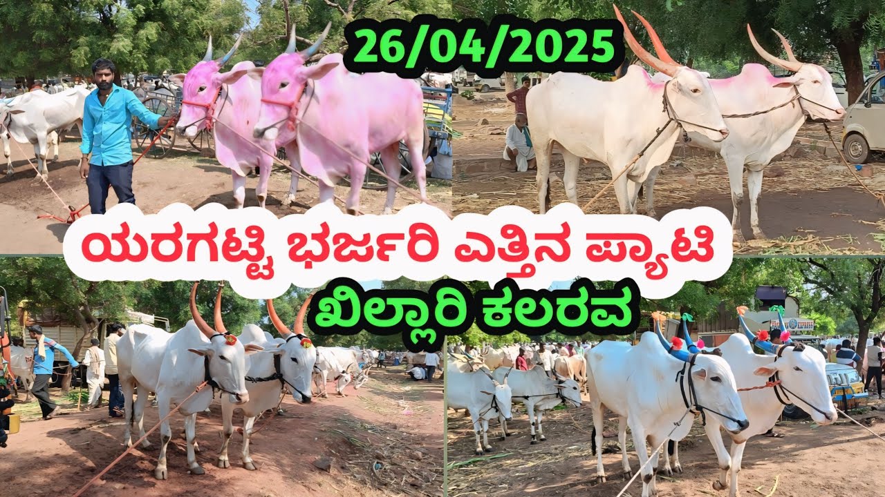 ಯರಗಟ್ಟಿ ಎತ್ತಿನ ಪ್ಯಾಟಿ || Yaragatti Biggest Bulls Market || ಪ್ರತಿ ಶನಿವಾರ ಬೆಳಿಗ್ಗೆ 6ಕ್ಕೆ #yaragatti