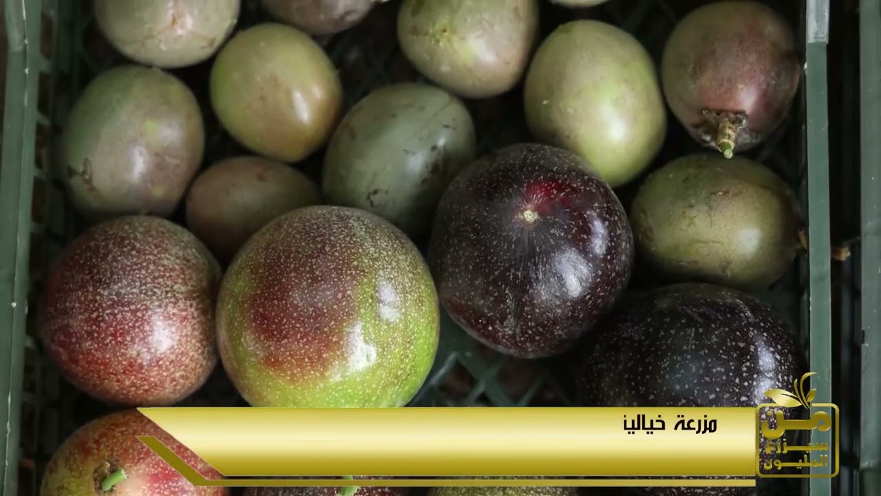 الكيلو يوصل 500 جنيه.. مزرعة مذهلة لفاكهة الباشن فروت.. إنتاج خيالي وطعم عجيب 💪😍