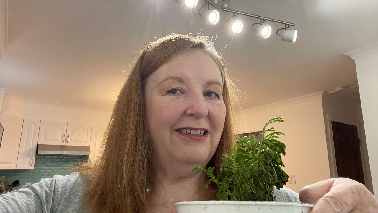 Is Your Frosty Fern Dying? Try This!🌿