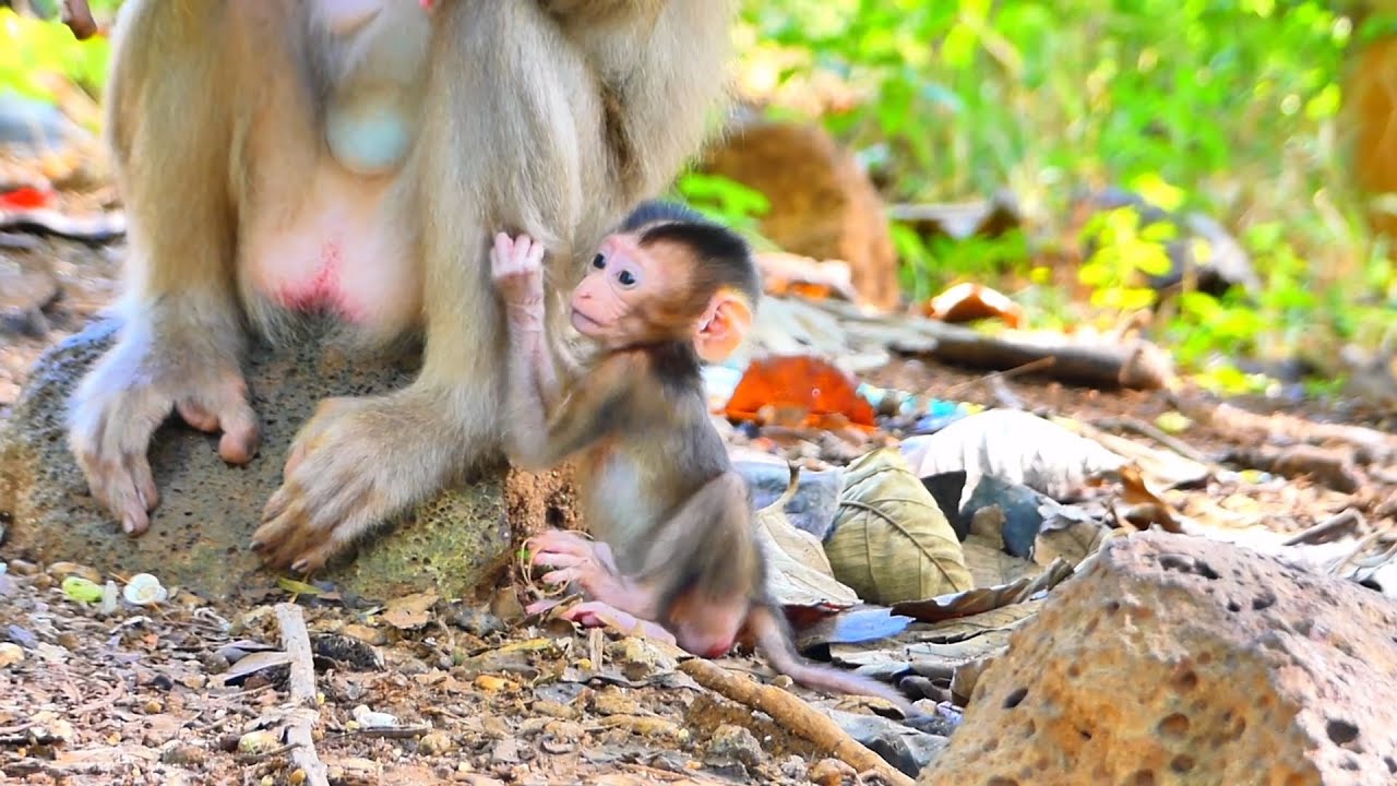 Live: Precious Teaching Moment — Mama Gently Helps Her Newborn Build Confidence 🐒💛