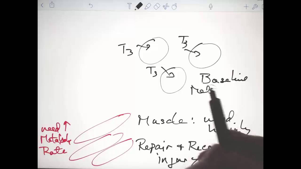 Thyroid Hormones and Metabolism 11 4 2015