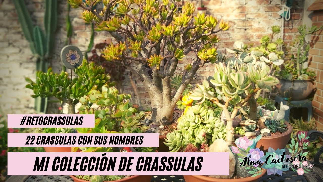 Mis Crassulas con ID