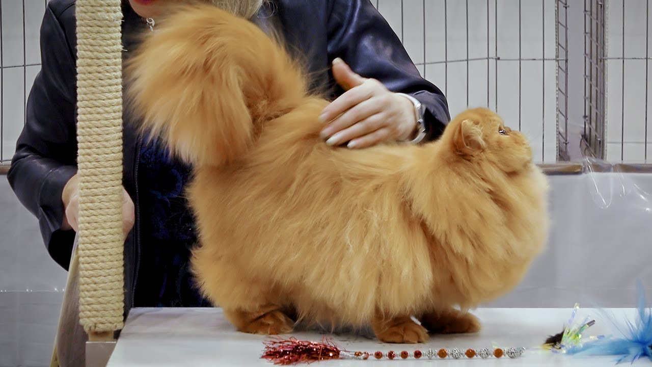 CFA International Cat Show 2018 - Persian kitten class judging - Solids.2