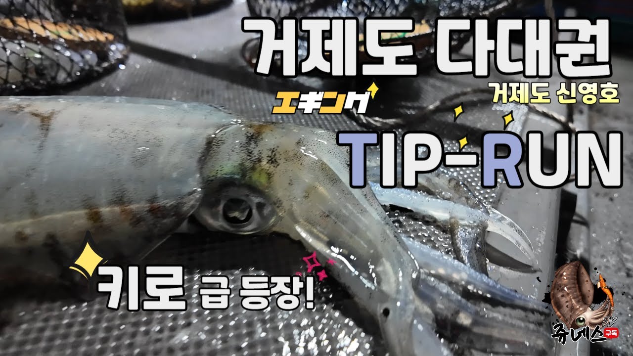 거제남부권 팁런낚시 키로급 무늬오징어