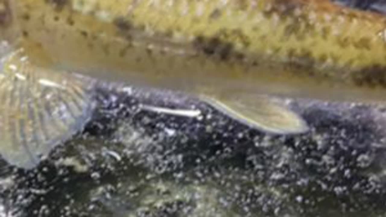 #野采 #野采原生鱼 #大自然的馈赠 好久没这么过瘾了奥😆干就完了