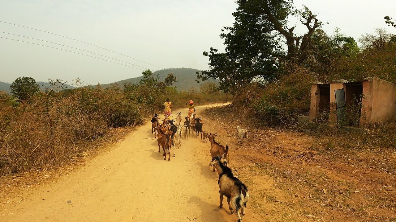Village life of Kalahandi in Odisha, India