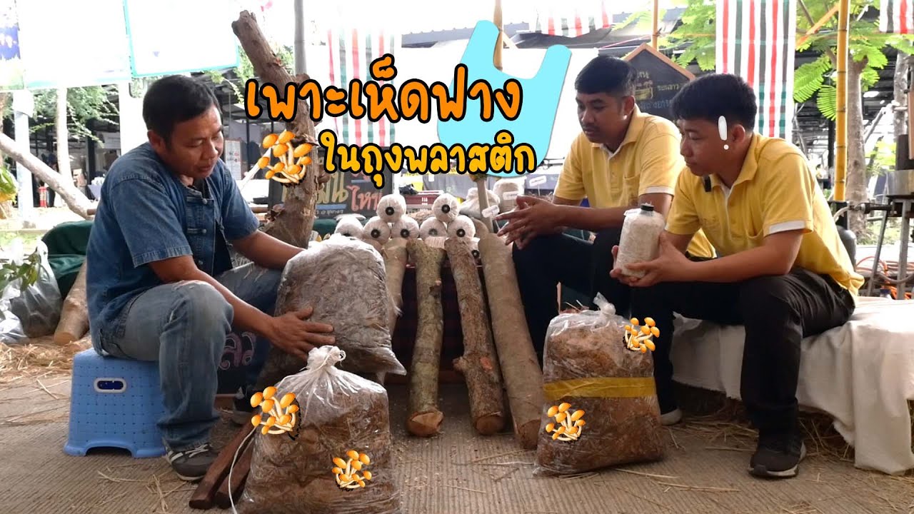 เกษตรออนไลน์ by พิพิธภัณฑ์เกษตรฯ | เพาะเห็ดฟางในถุงพลาสติก