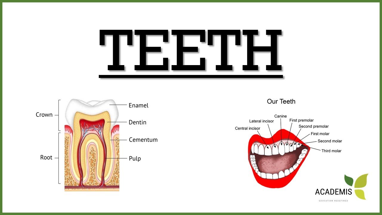 Teeth -  പല്ലുകൾ  || Biology - 25 #teeth