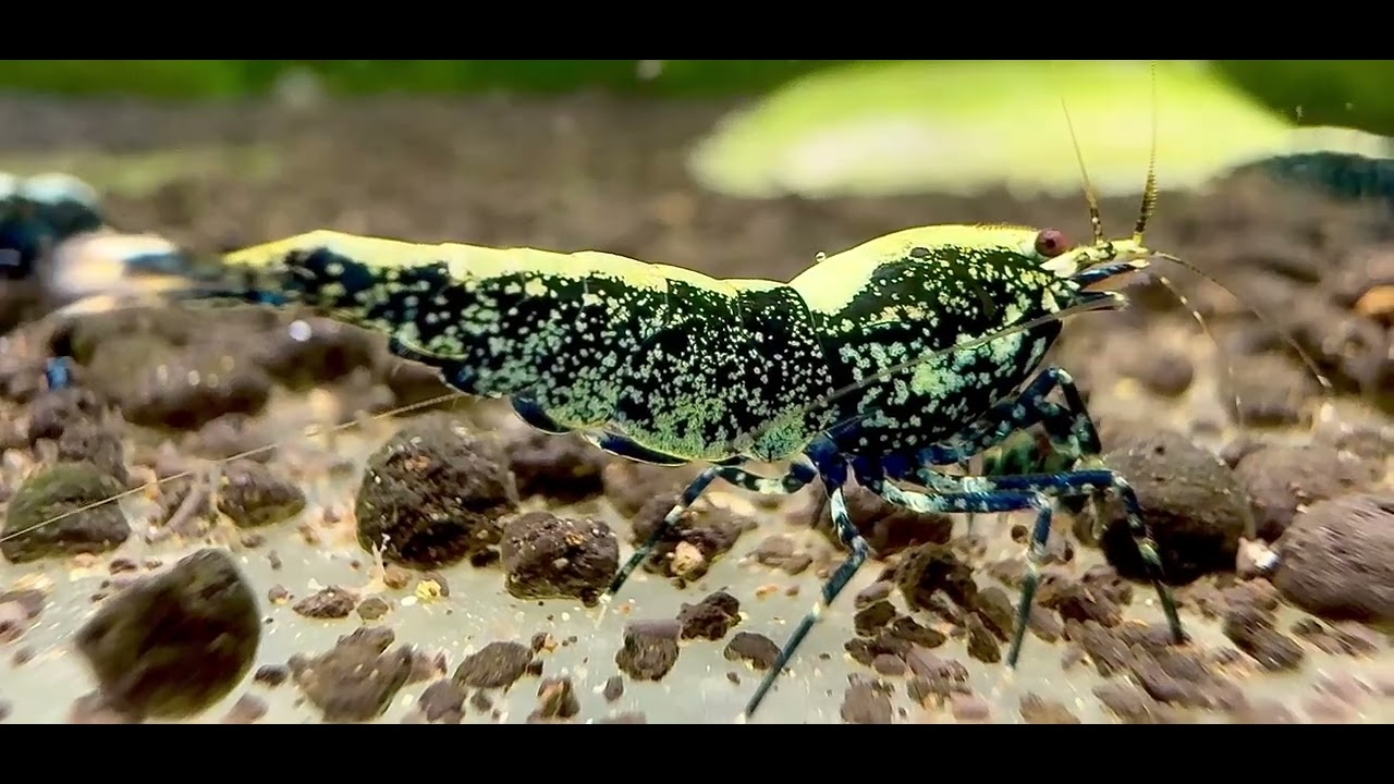 Displaying fine speckling across its body