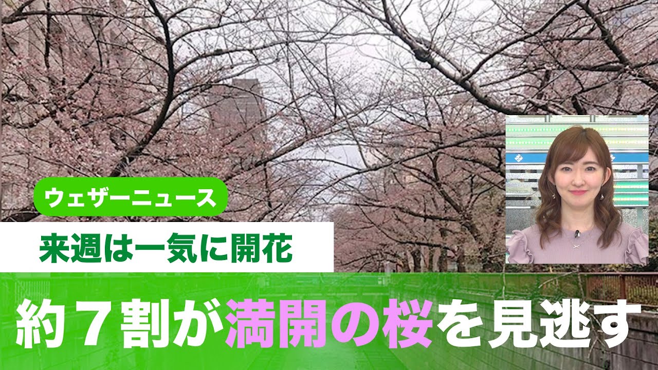 約７割が満開の桜を見逃す/来週は一気に開花