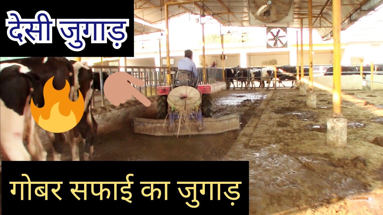 गोबर साफ़ करने का जुगाड़ डेरी फार्म के अंदर || Cleaning of Cow Dung in Dairy Farm || Hello Kisaan