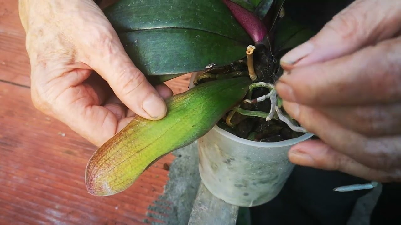 Rinvaso orchidee, le radici aeree vanno interrate o lasciate aeree