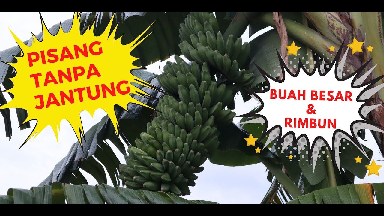 PANEN PISANG KEPOK TANJUNG