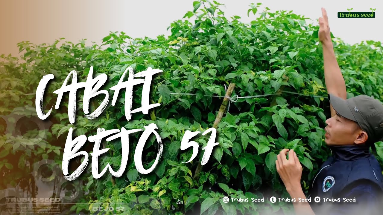 “Cabe Bejo 57 Tembus 2 Meter! Buahnya Mompyor Sampai Bikin Kaget Petani!”