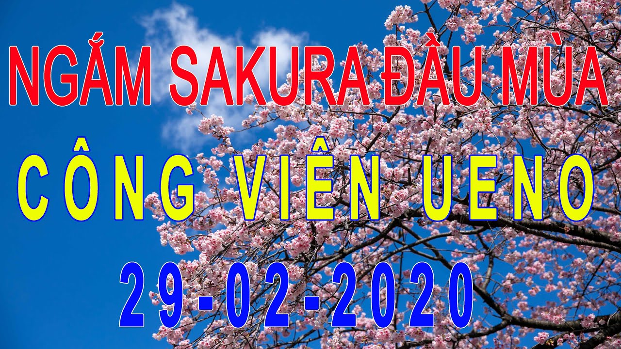 Ngắm Sakura nở sớm ở công viên Ueno