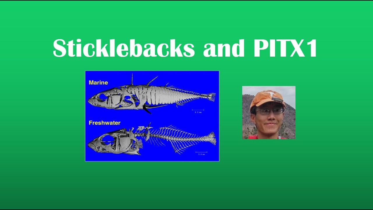 Sticklebacks and PITX1 Review (BI 107)