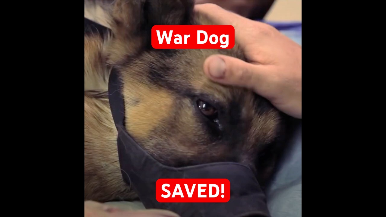 Wounded war dog saved by Army surgeon