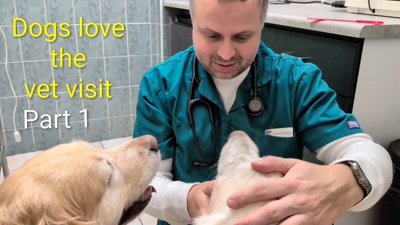 Dogs go to the vet. Part 1. Coco. 