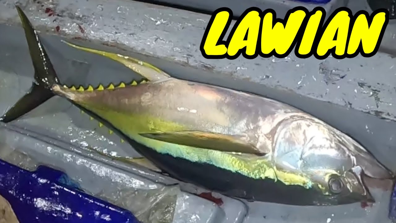 P9 - BIG TUNA NI KUYA ANDONG - EP33
