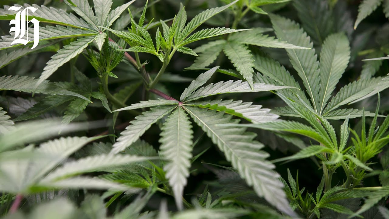 'People should be alarmed' - Cannabinoids seem to be interrupting cancer immunotherapy drugs