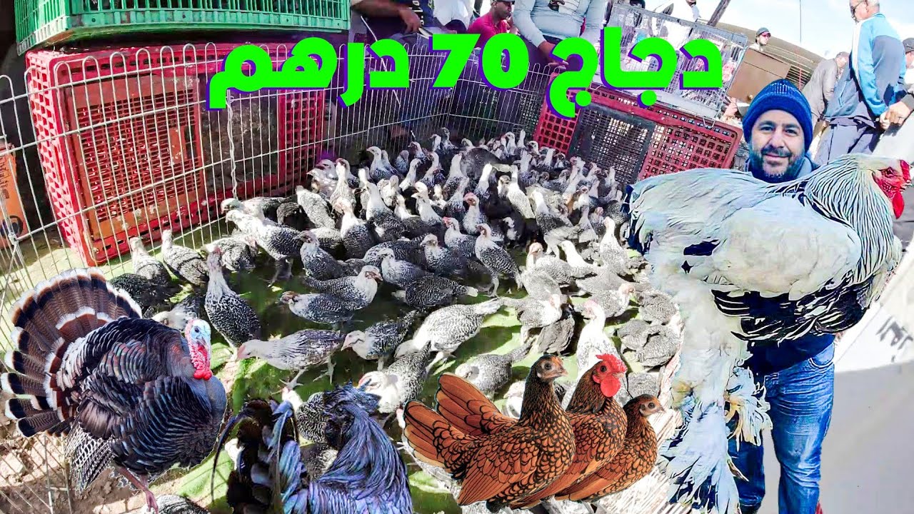 جديد سوق القريعة 💥 دجاج إيطالي وصيني و بلدي وأنواع البيض و أرانب مستوردة