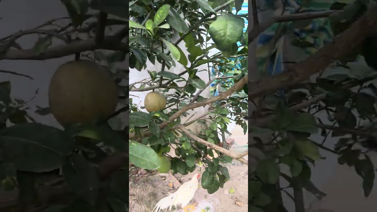Thăm vườn  ngày xuân 