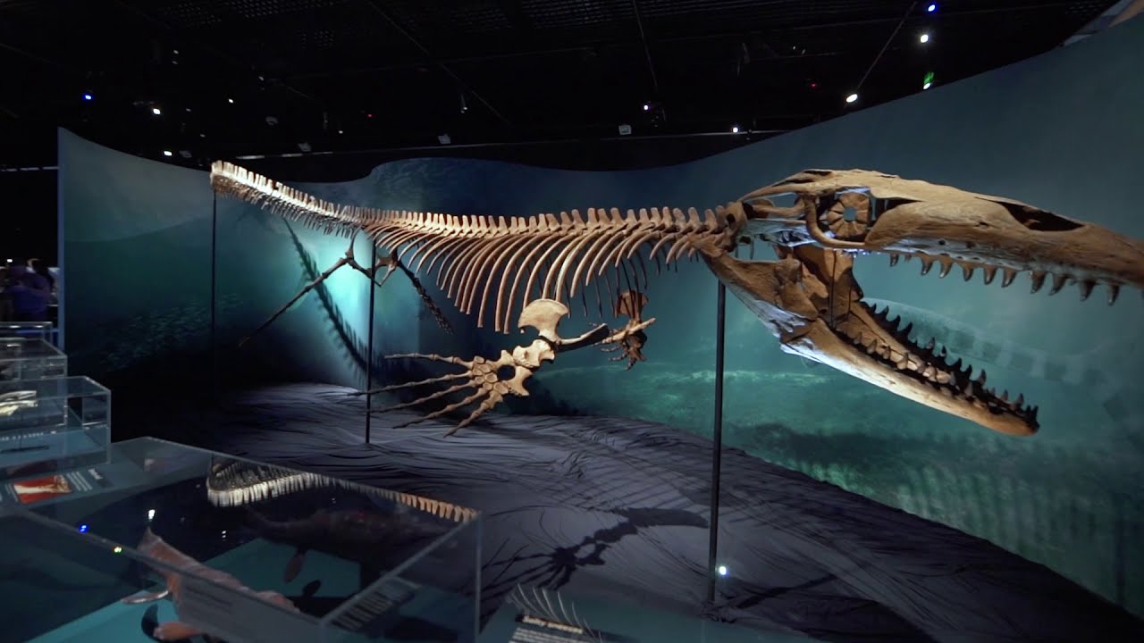 Sea Monsters: Prehistoric Ocean Predators | Queensland Museum