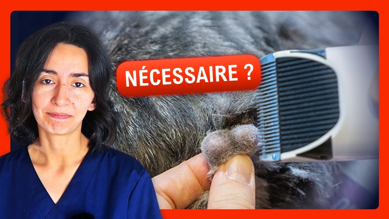 Castration chat : Avantages et inconvénients (2023)