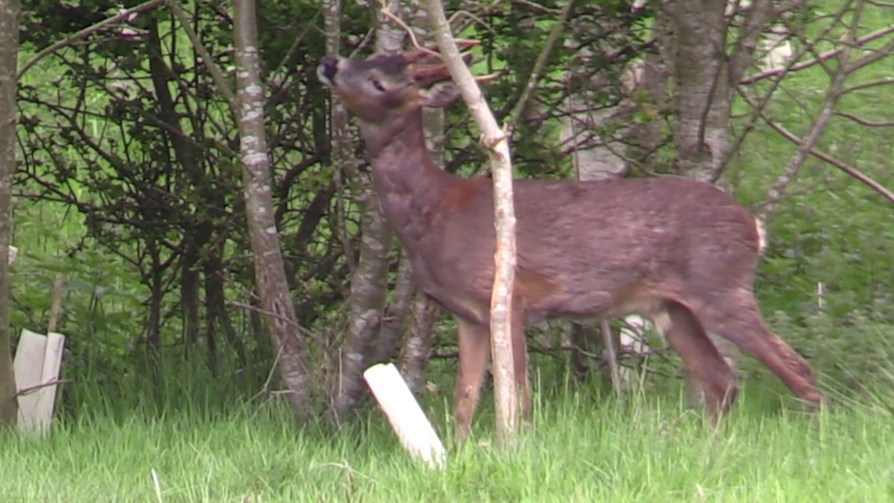 Some Wildlife clips from 2016