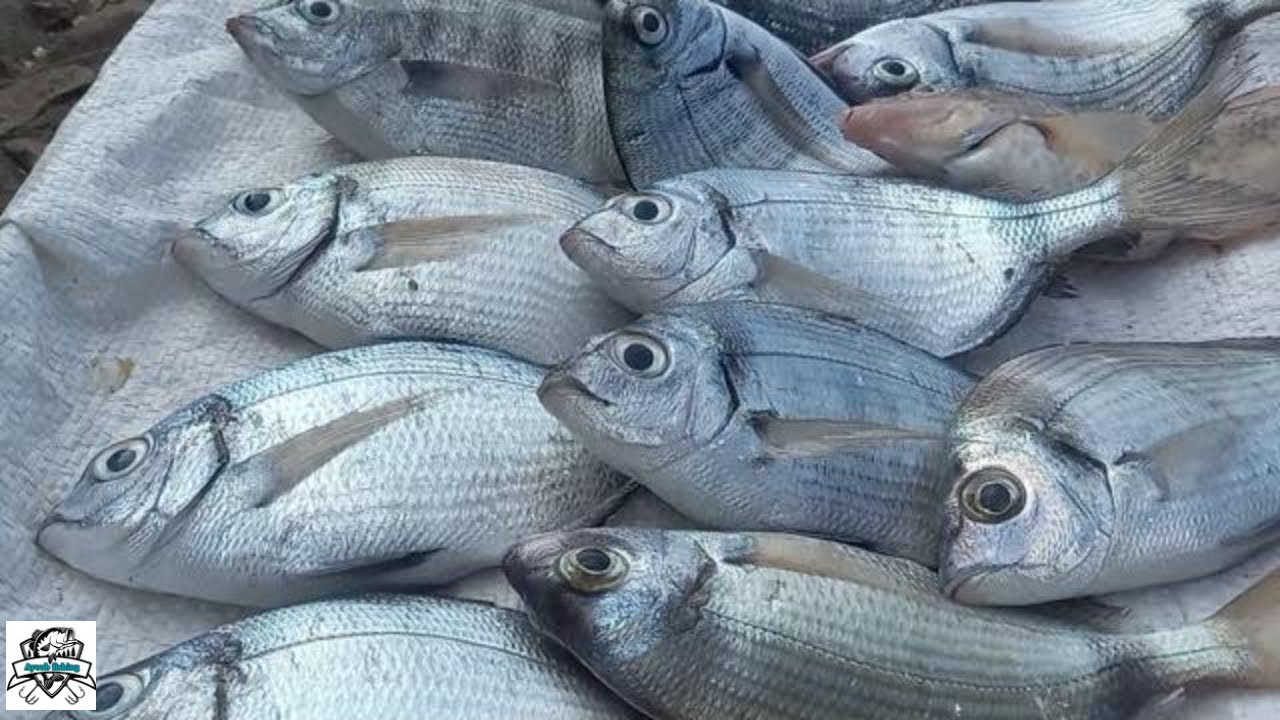 الصيد بالروبيان وإستعمال تقنية التوقاف اعطت حصيلة لابأس بها how to fish with bait shrimp