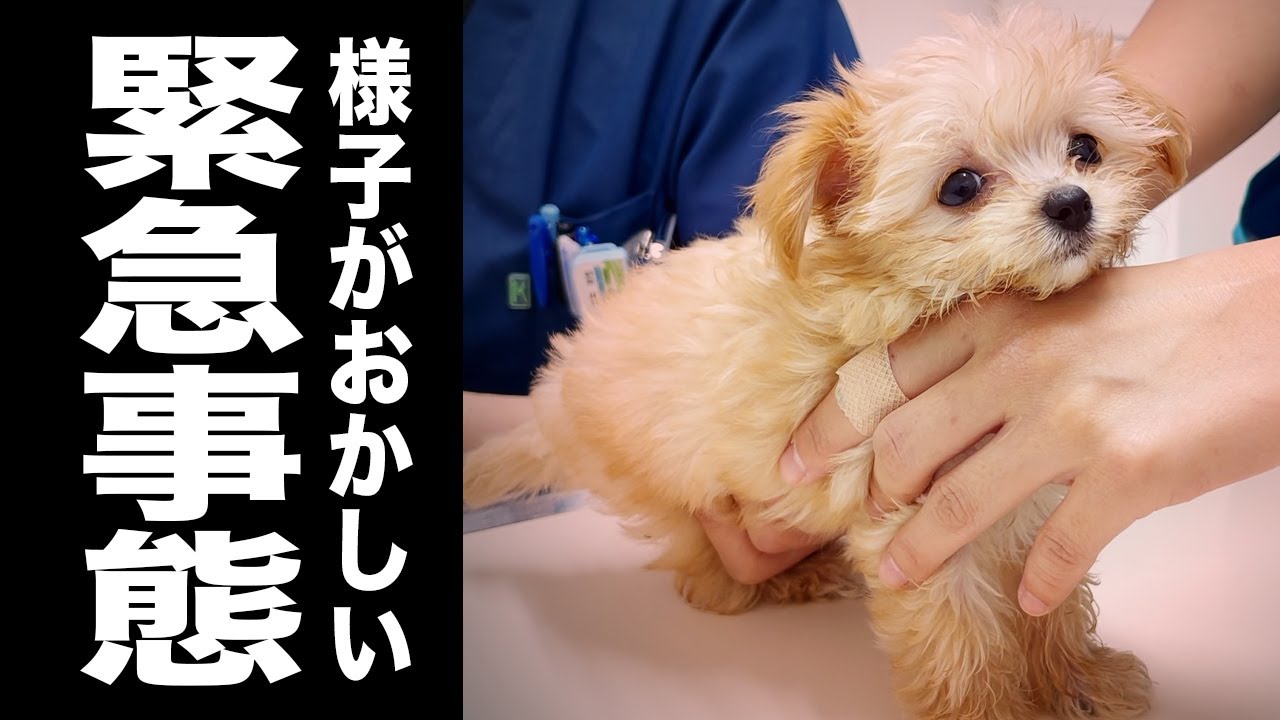 【緊急事態】お家に来て3日目の朝、愛犬の様子が突然おかしくなり病院へ