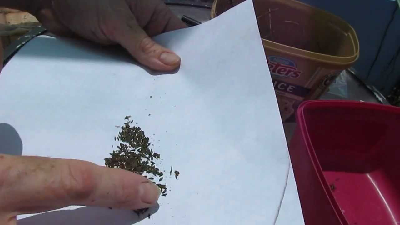 How to save Lettuce (Lactuca sativa) seed.