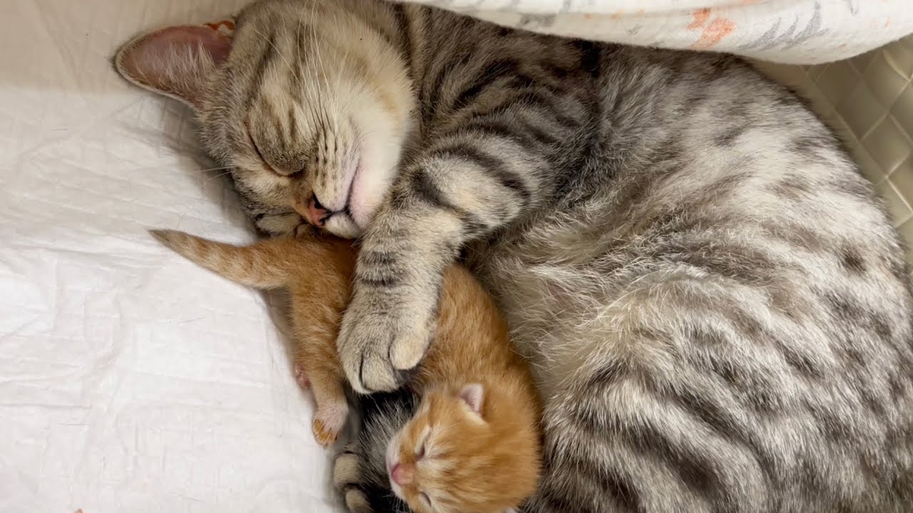 赤ちゃん子猫にたっぷり愛情を注ぐママ猫。Tiny Baby kitten💕【生後1日目】