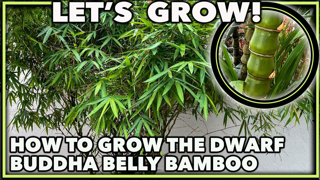 HOW TO GROW DWARF BUDDHA BELLY BAMBOO