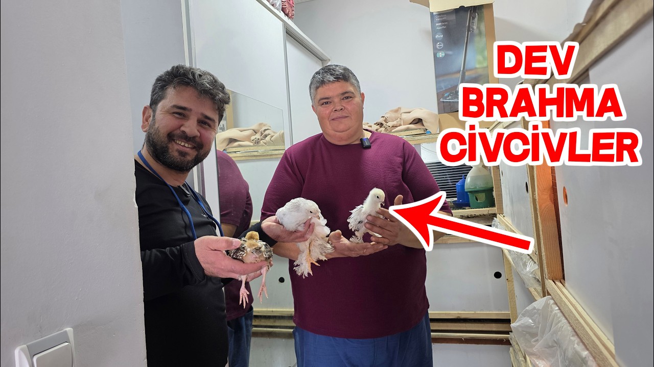 Ertuğrul Hocanın Civcivleri