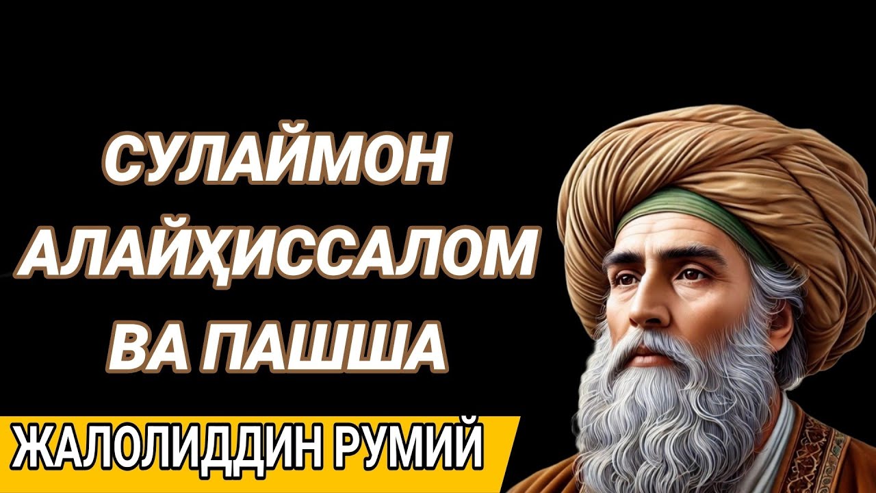 Жалолиддин Румий.Сулаймон Алайҳиссалом ва пашша