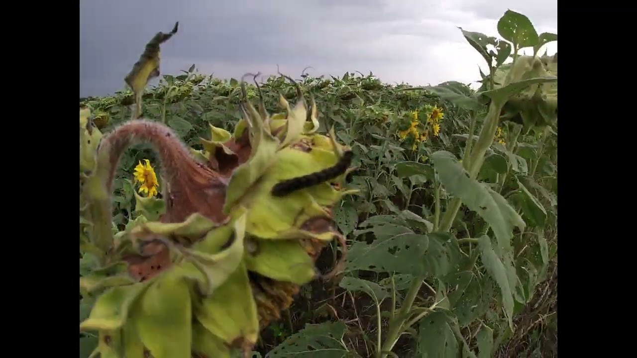 ШОК!!🐍!!Ви такого точно ще не бачили!!🐛🐛🐛#гусінь атакує🌻🐝🌻🌻🐜🐛🐛🐛🦋🦋🐛