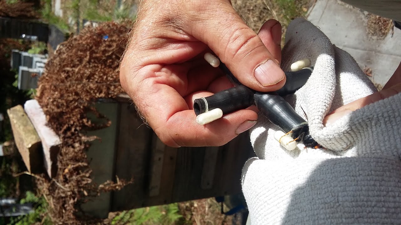 Recherche : Frelon asiatique, champignons entomopathogènes ou une balise radio en cheval de Troie.