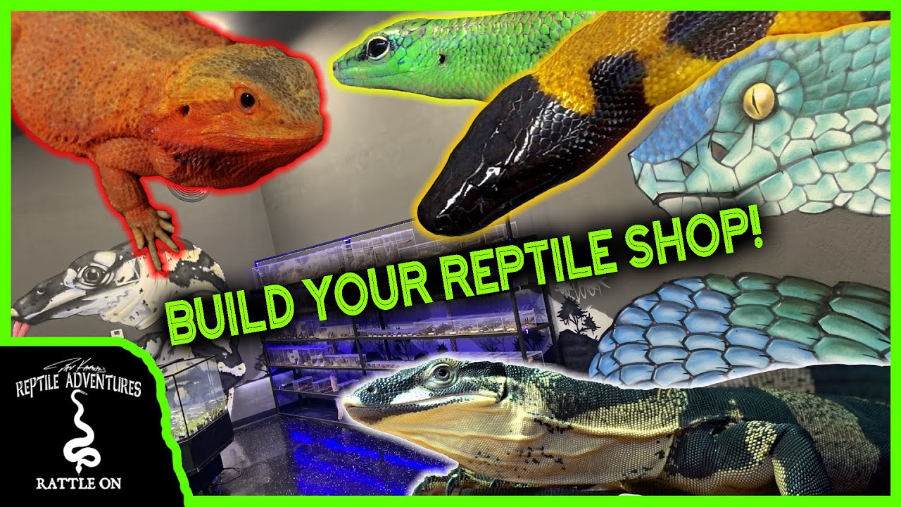 HOW TO START A REPTILE SHOP! (New REPTILE STORE tour)