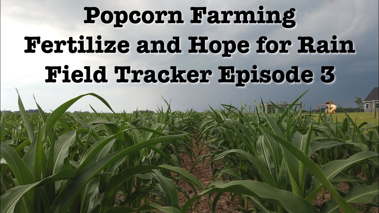 Popcorn Farming | Fertilize and Hope for Rain | Field Tracker 2020 Episode 3