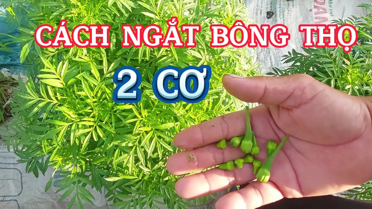 CÁCH NGẮT CƠ 2 CHO VẠN THỌ 2 CƠ