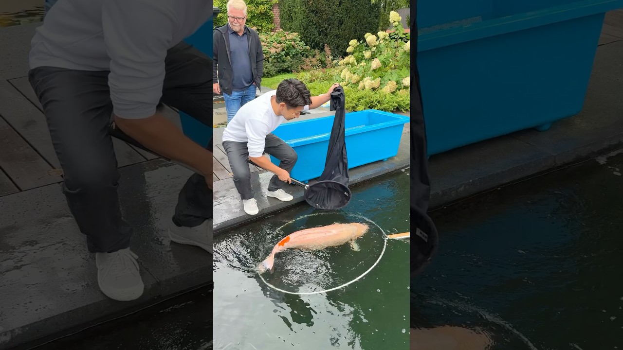 Шокирует! Самый большой карп кои в истории (108 см) 🤯 #koi #fish #koifish #japanesekoi #pondfish