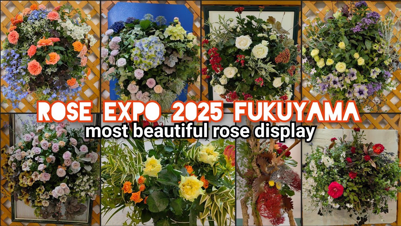 FUKUYAMA ROSE EXPO 2025 STUNNING Wall Muunted ROSE DISPLAY 福山ロースエキスポ ARENA