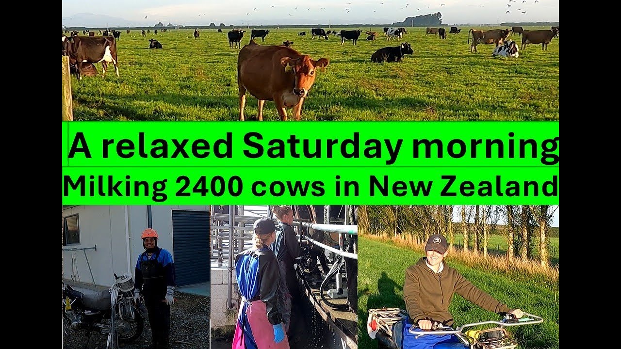 Dairy farming New Zealand Milking 2400 cows in Canterbury