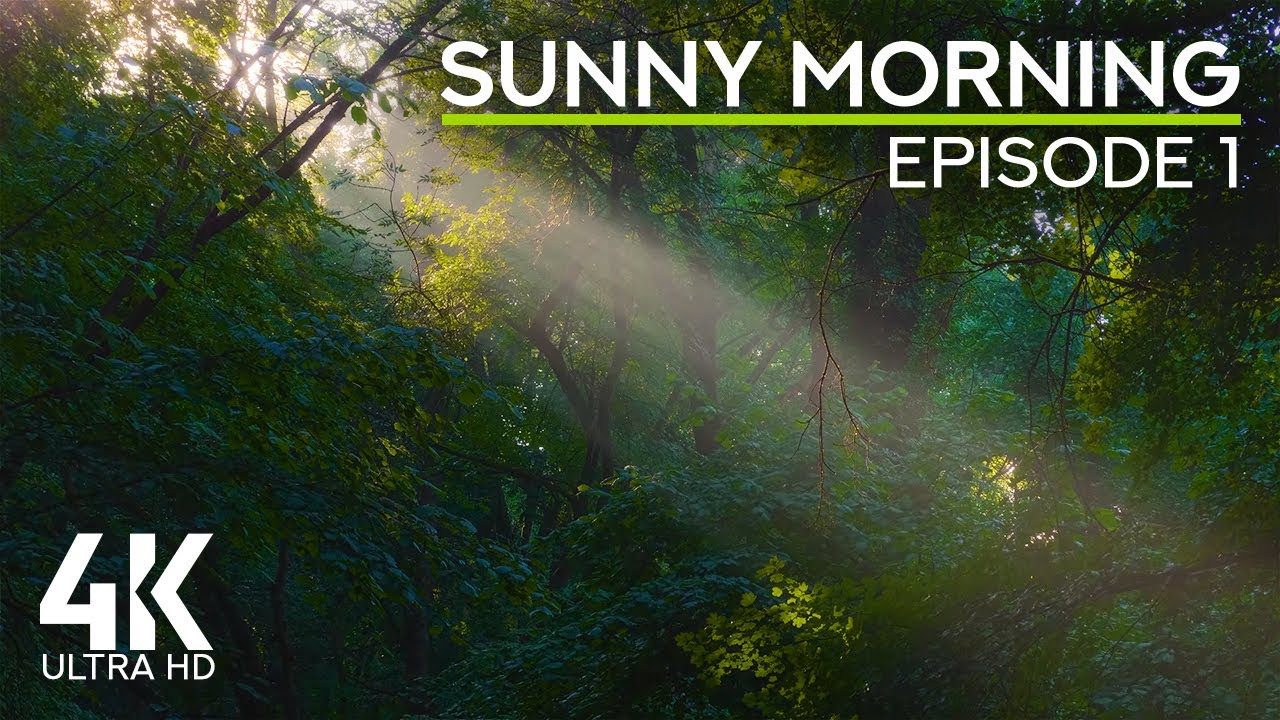Relaxing Sounds of Summer Woods - 4K Nature Soundscapes in a Sunny Morning Forest - Episode 1