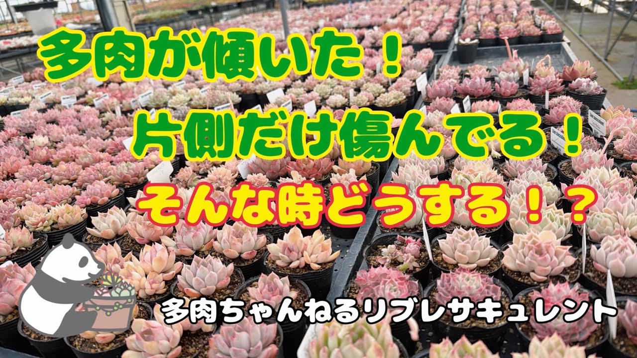 【多肉植物】多肉が傾いた！片側だけ傷んでる！そんな時は…